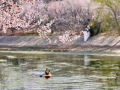 -桃花堤公园