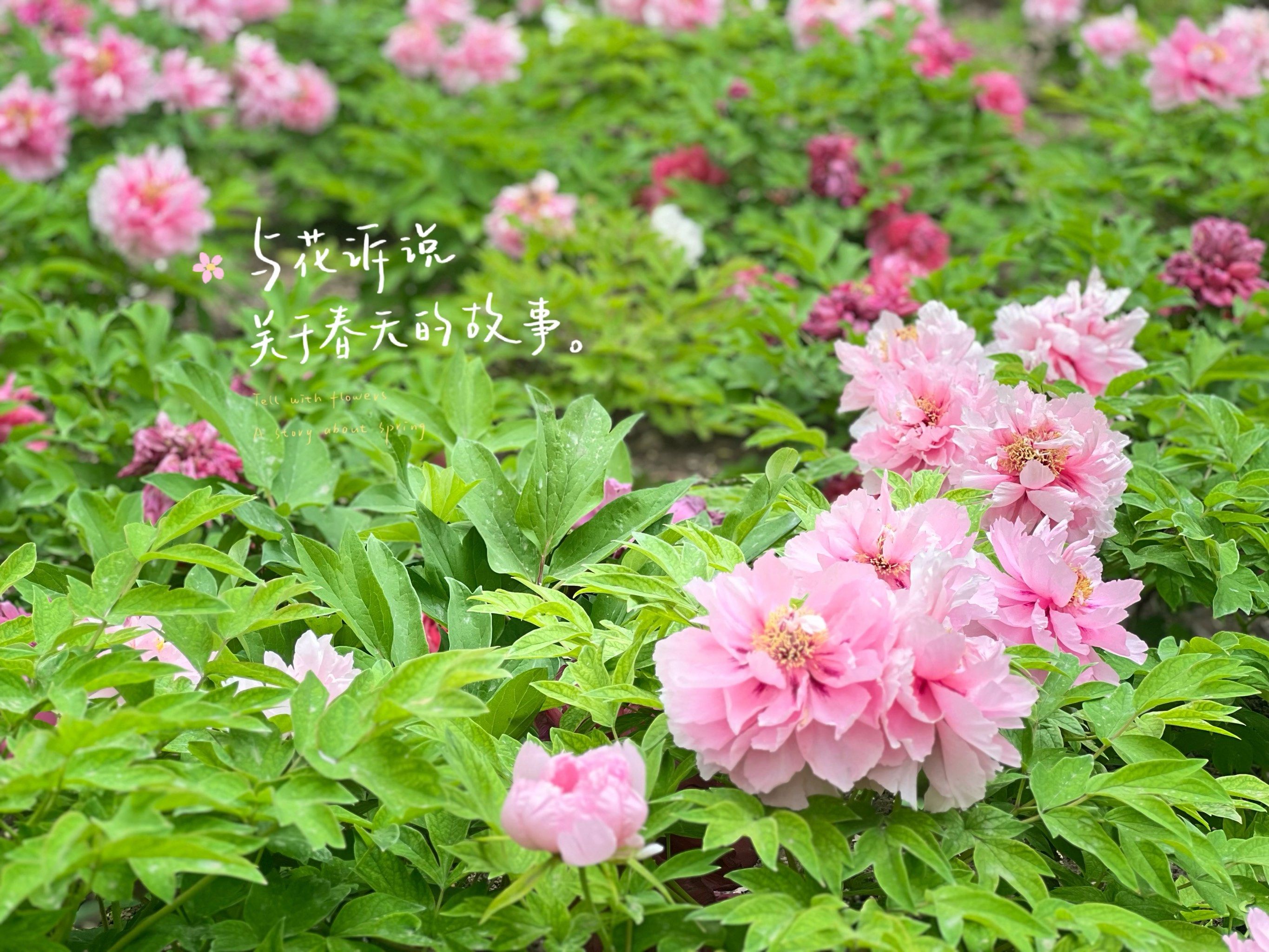 唯有牡丹真国色