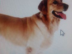 android_upload_pic-康乐宝动物医院