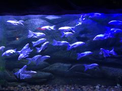 -芜湖新华联大白鲸海洋公园