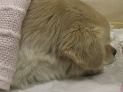 -安安宠医·安宠宠物医院