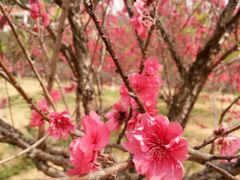 -南国桃园旅游度假区