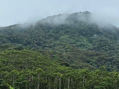 -黄埔油麻山森林公园