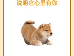 -瑞派天使宠物医院·神经外科·骨科·核磁(洛川中路店)