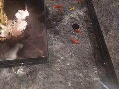 -提香日本料理