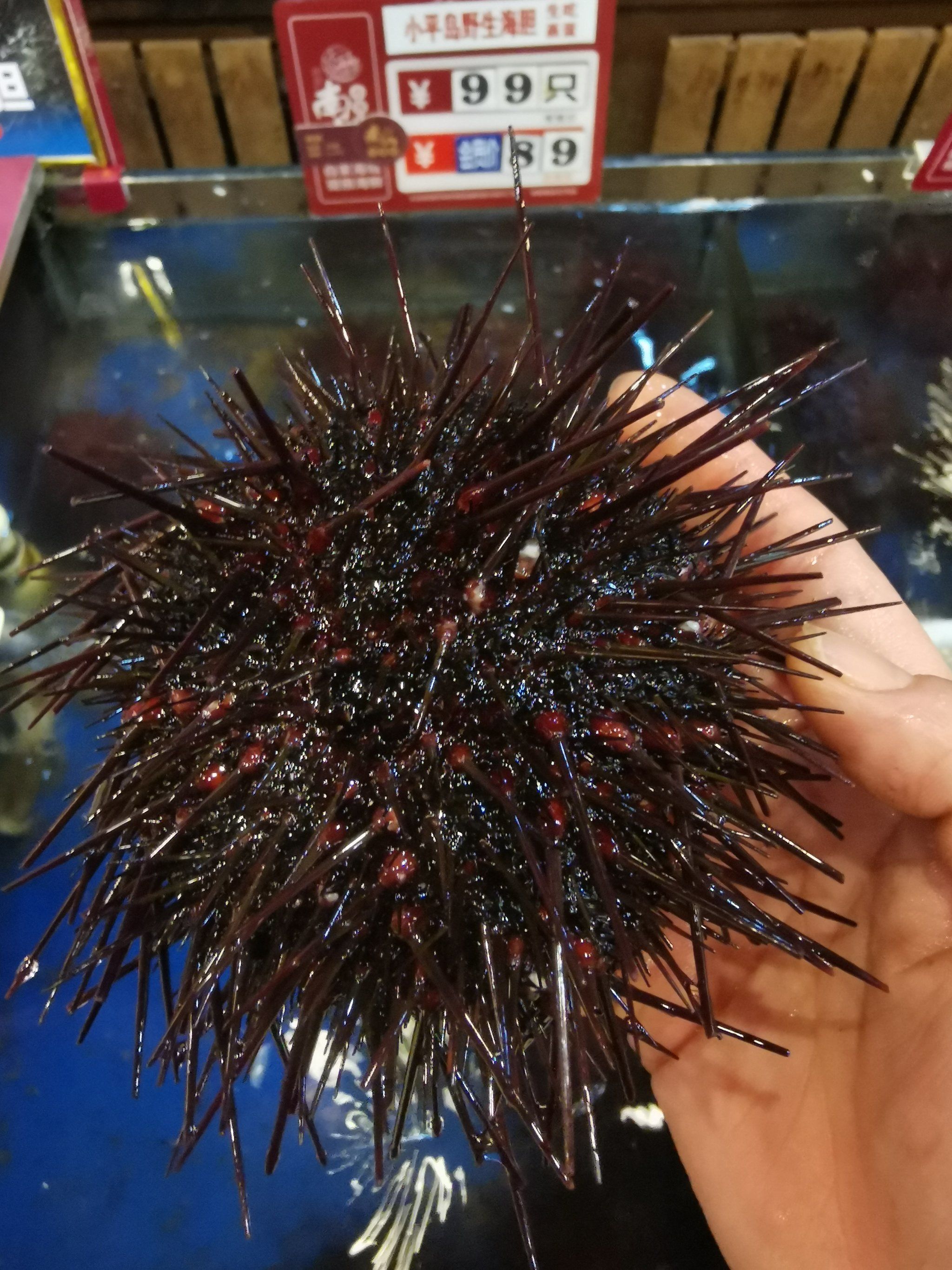 源自海胆的味蕾盛宴,鲜美无极限