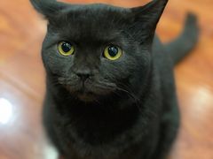 -猫小院猫主题咖啡厅(北锣店)