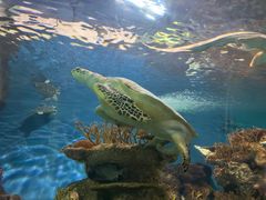 -上海海洋水族馆