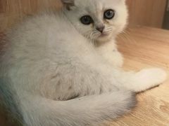 -BABIT巴比特宠物(MOMOPARK店)