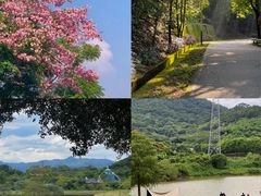 -风云岭森林公园