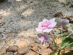 -广州兰圃