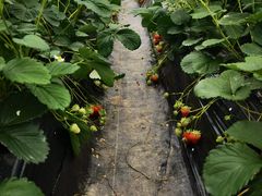 -建德果蔬乐园绪塘草莓基地