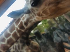 -清迈夜间动物园