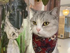 -共舞时光猫咖·狗咖(新街口店)