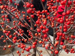 -龙大花卉苗木市场