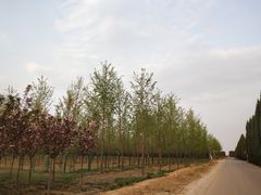 -汉景帝阳陵博物院