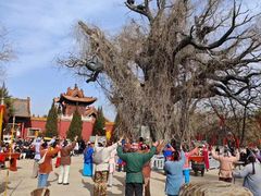 -大槐树寻根祭祖园