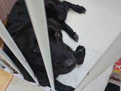 -瑞鹏宠物医院·宠保定点·心脏科·内科(御桥分院)