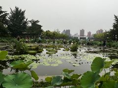 -莲花池公园