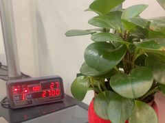 -招商银行(深圳罗湖支行)