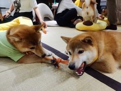 -逗柴咖啡屋·狗咖猫咖宠物桌游