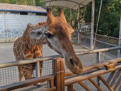 -泉州海丝野生动物世界