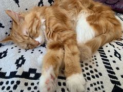 -平行世界·猫咖(首经贸店)