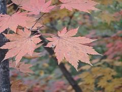 -天女山森林公园