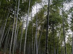 -上海佘山国家森林公园天马山园