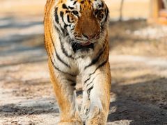 -上海野生动物园老虎餐厅