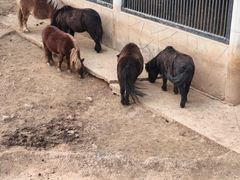 -石家庄市动物园