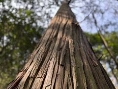 -天目山大树王景区