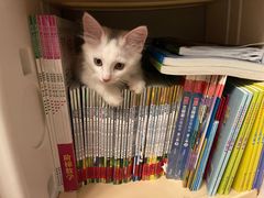-伟伟宠物医院·瑞派猫友好医院·猫科(光谷店)