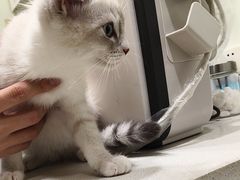 -艾吉宠物医院·疑难杂症转诊中心·猫友好(碧江路院)