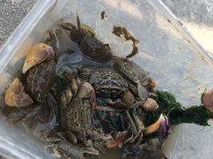 -南汇嘴观海公园