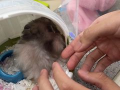 -爱侣宠医·鹦鹉专科·小型哺乳类·异宠专科(灵石路店)