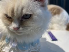 -怪兽屋·羊驼·猫咖·狗咖(俊华广场店)