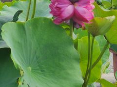 -莲花池公园