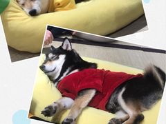 -逗柴咖啡屋·狗咖猫咖宠物桌游