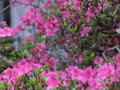 -深圳仙湖植物园