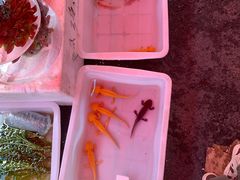 -哈尔滨道外花鸟鱼市场