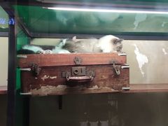 -猫咪博物馆(顶澳仔猫街店)