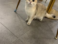 -飞行喵MR PILOT|猫舍·猫咖(静安大融城店)