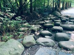 -上海共青森林公园