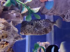 -太平洋海底世界