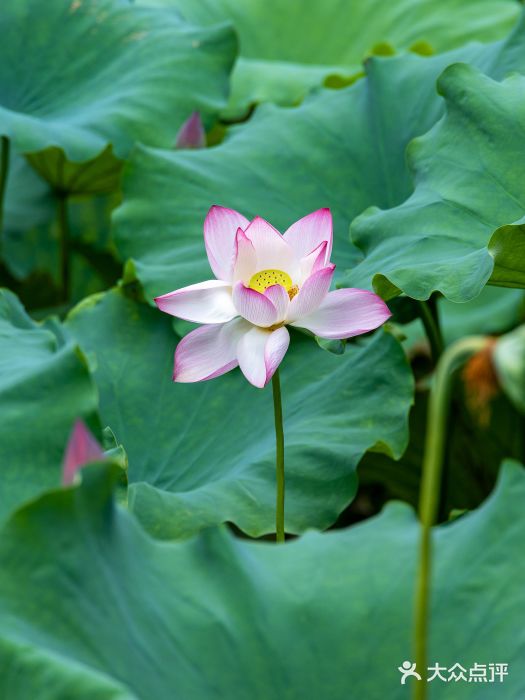 北山街历史文化街区图片