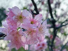 -王借岗森林公园