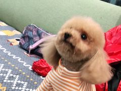 -北京恒爱动物医院(清景园分院)