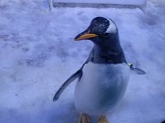 -芜湖新华联大白鲸海洋公园