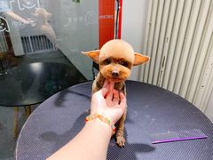 -宠物家(双井店)